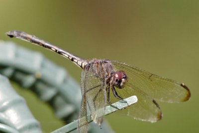 Dragonfly-0219