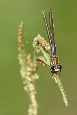 Dragonfly-0225