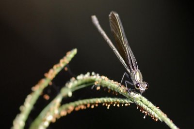 Dragonfly-0227