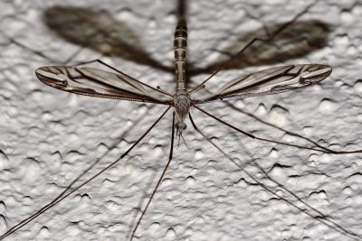 Insects