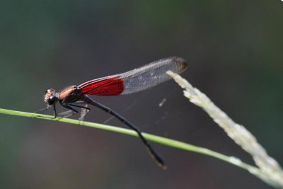 Dragonfly-0314
