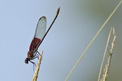 Dragonfly-0315
