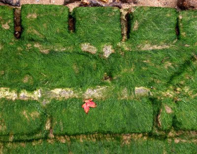 Leaf on Ancient Bricks