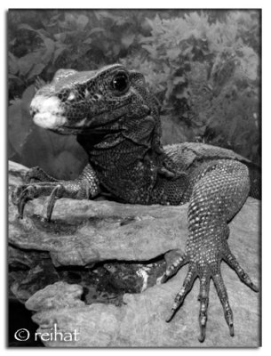 Lizard