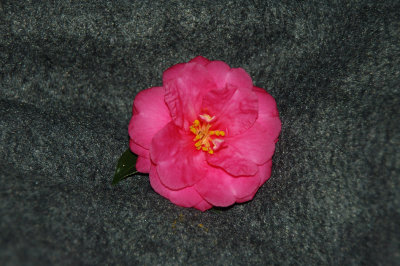 camelia