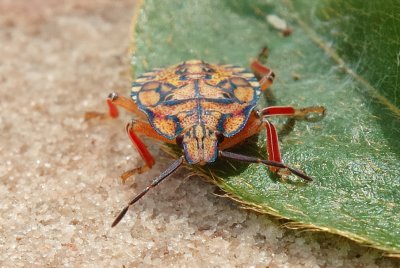 Bug 08 tu.jpg