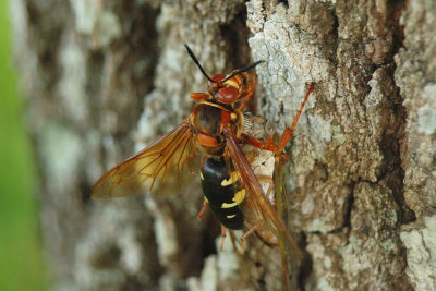 Cicada Killer 07 sm.jpg