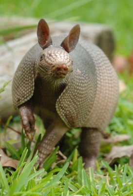 Armadillo 16 sm.jpg
