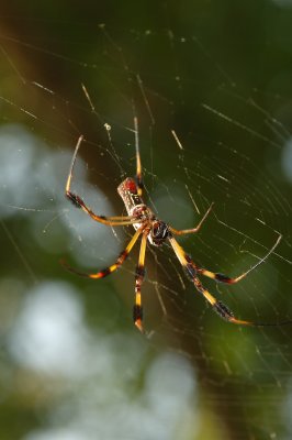 Garden Spider bottom.jpg