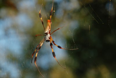 Garden Spider top.jpg