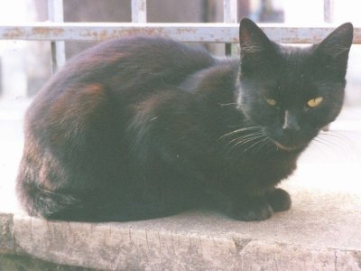 Bagheera di Norberto