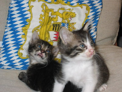 Davide e Tobia di Flavio
