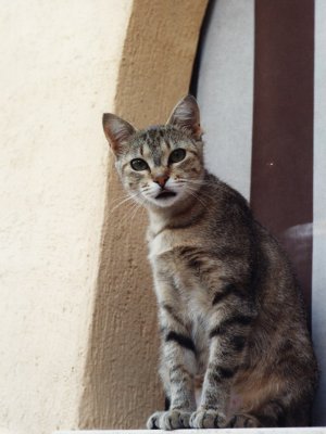 Truciola di Cristina