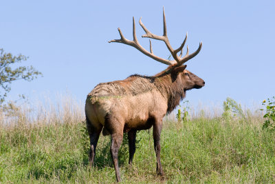 Nebraska Wildlife Safari