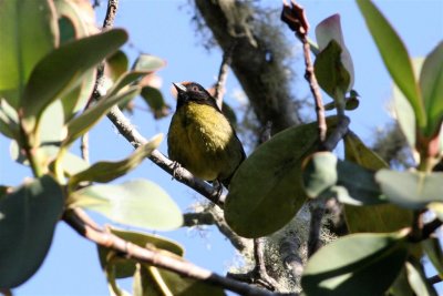 Black-faced Brush-Finch