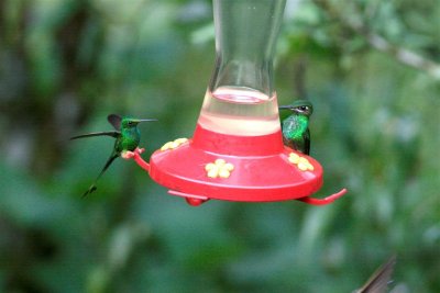 Booted Rackettail