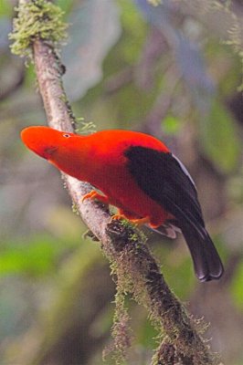 Andean Cock of the Rock