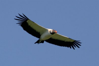 King Vulture