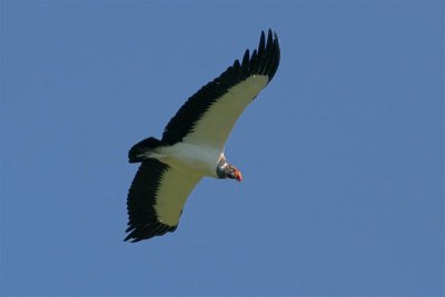 King Vulture