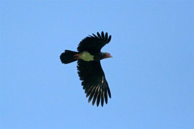 Red throated Caracara