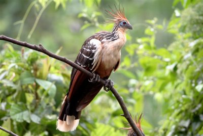 Hoatzin