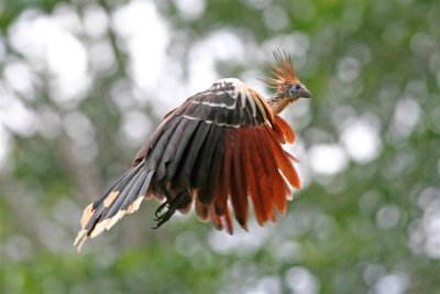 Hoatzin