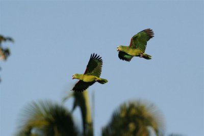 Yellow-crowned Parrots