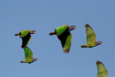 Blue headed Parrots