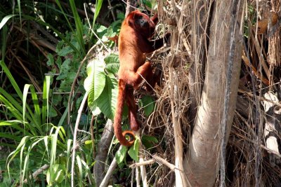 Red Howler Monkey