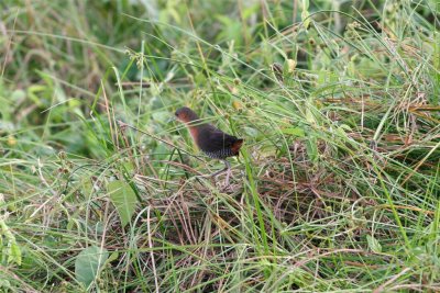 Rufous sided Crake