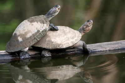 Side-necked Turtle