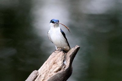 White winged Swallow