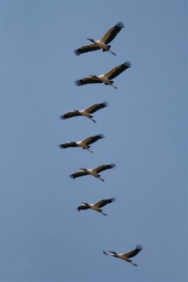 American Wood Storks