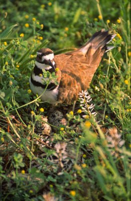 Wild Life Encounters