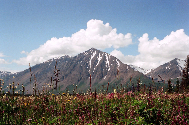 Wild Flowers