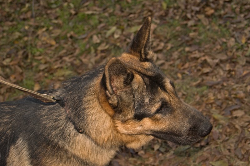 Profile