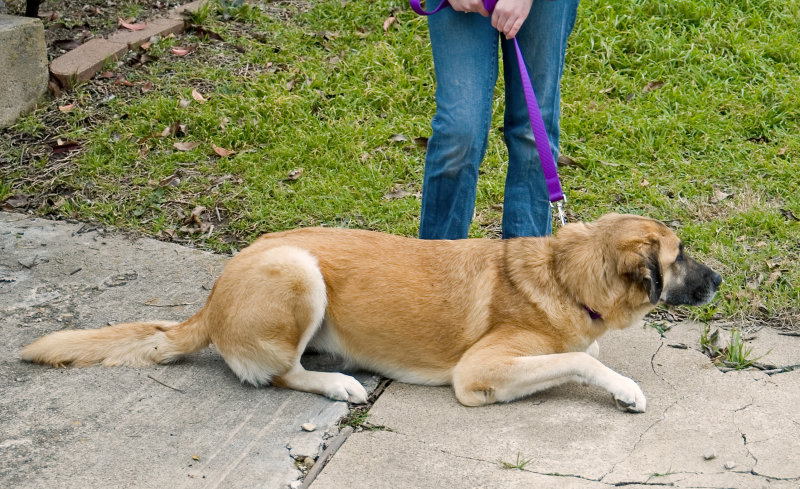 Resting on the Sidewalk