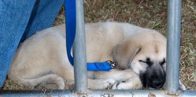 Snoozing at the Soccer Game