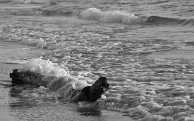 Flotsam