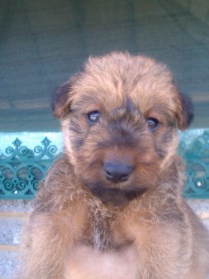 pup.jpg