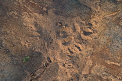 Tracks at the Water Hole