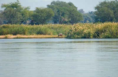 Hippo in the Reeds