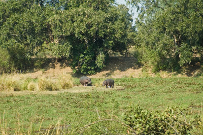 Zambezi Hippos