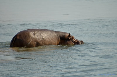 Another Hippo