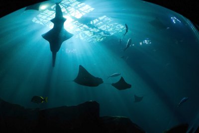 The Deep