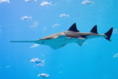 Saw Fish