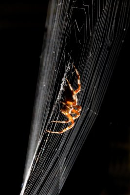 Spider on the Porch