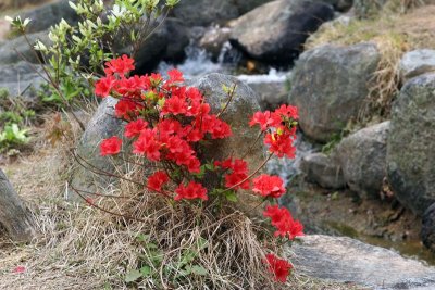 Ulsan Spring 2007 025