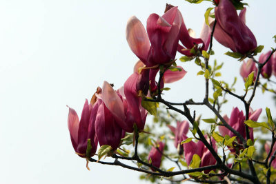Ulsan Spring 2007 028