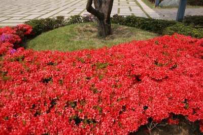 Ulsan Spring 2007 032